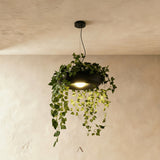 Zell Pendant Light