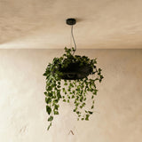 Zell Pendant Light
