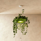 Zell Pendant Light